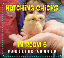 Hatching Chicks in Room 6