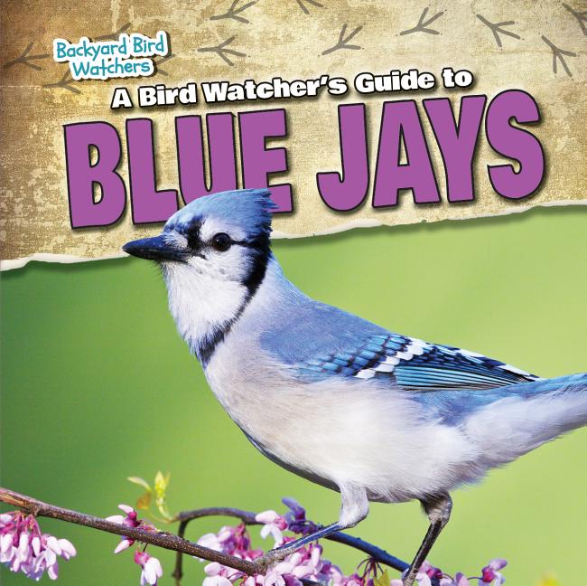 A Bird Watcher's Guide to Blue Jays