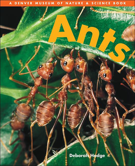 Ants