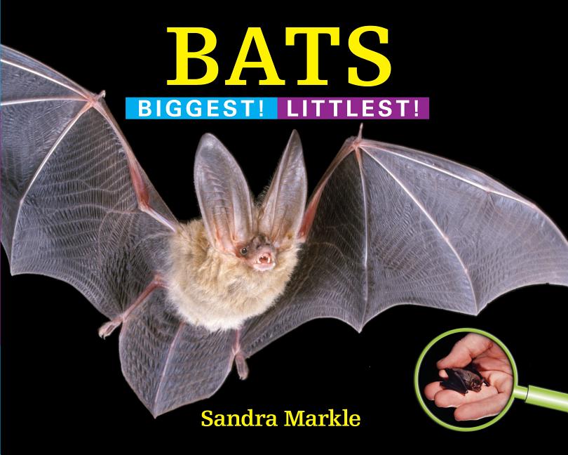 Bats: Biggest! Littlest!