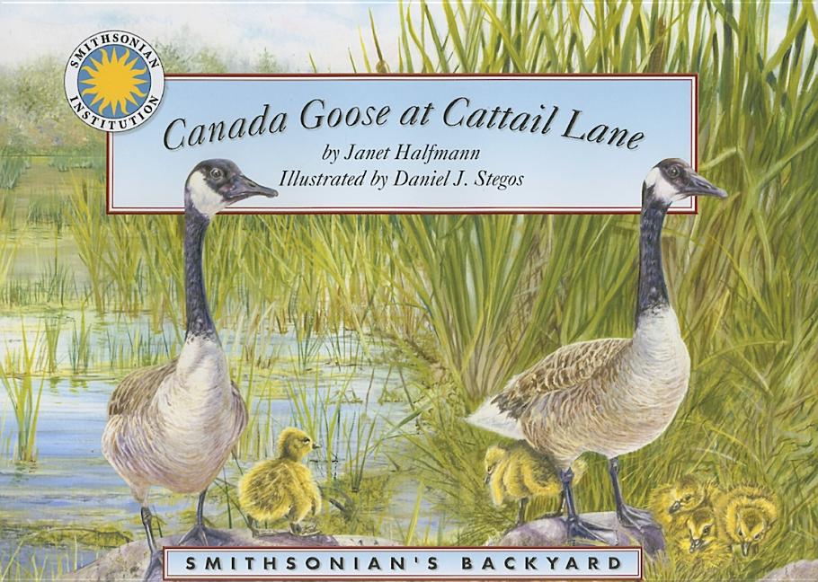 Canada Goose at Cattail Lane