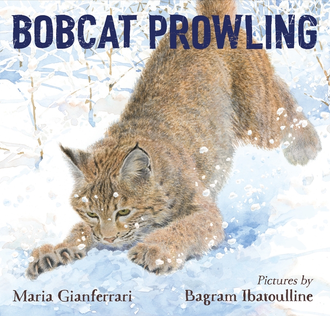 Bobcat Prowling