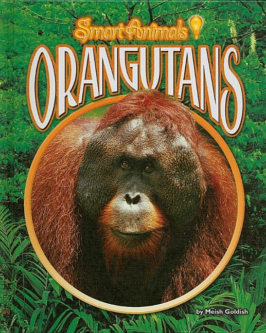 Orangutans