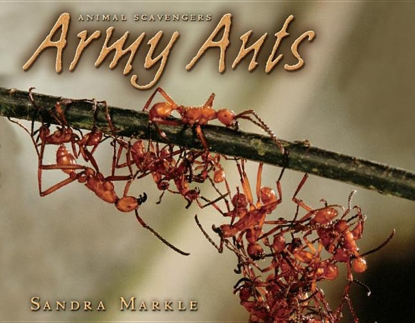 Army Ants