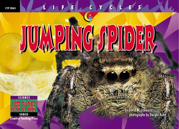 Jumping Spider